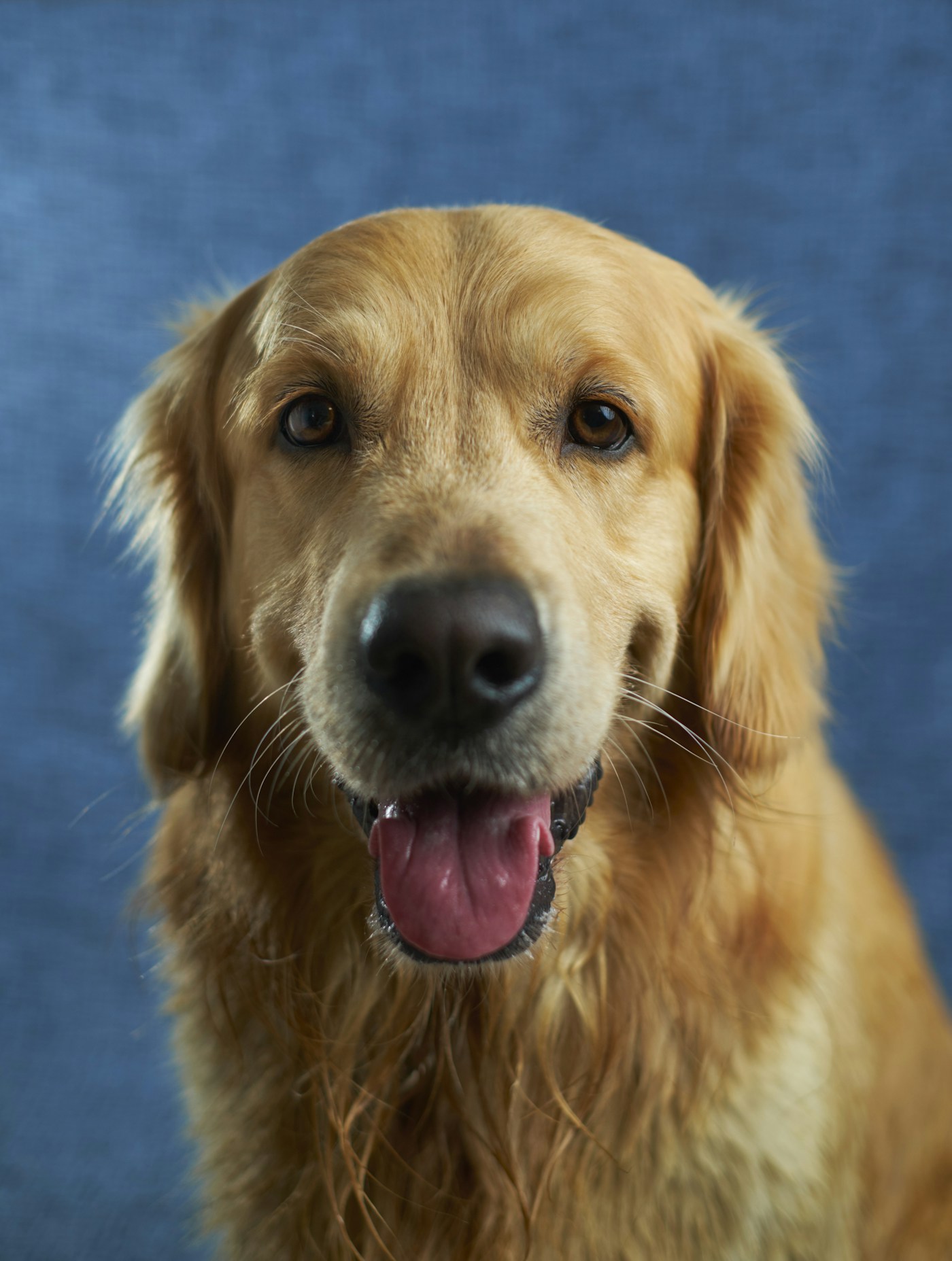 Golden retriever with a happy, open-mouthed expression