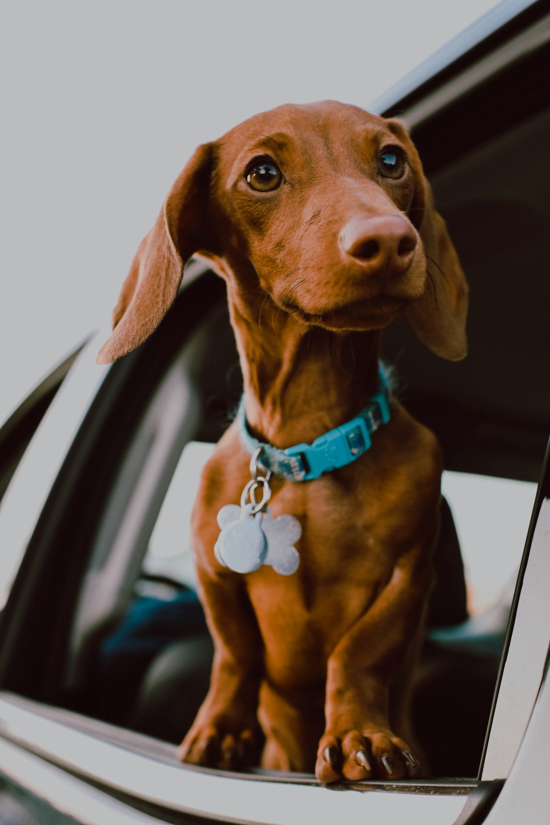 A dachshund looking through a car window